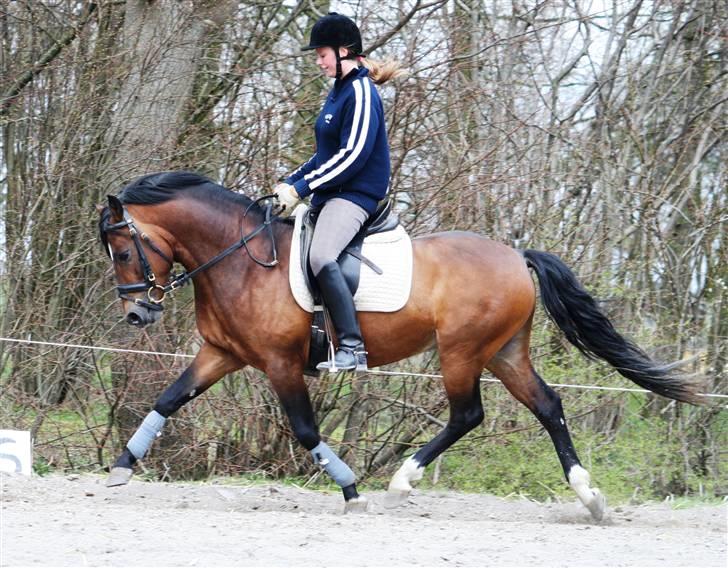 New Forest Roløkke Carte D´or billede 18