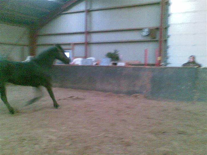 Anden særlig race Snip "Stoffer" Solgt billede 11