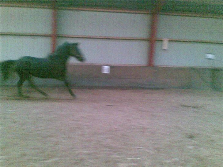 Anden særlig race Snip "Stoffer" Solgt billede 12