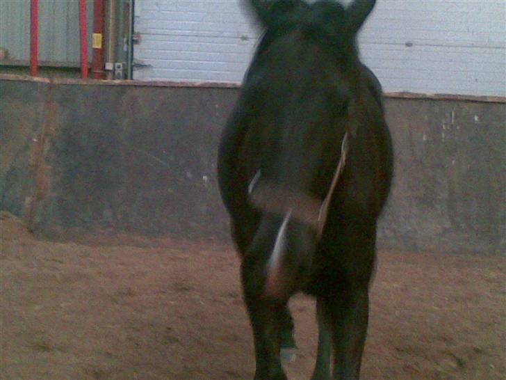 Anden særlig race Snip "Stoffer" Solgt - Jorden kalder Stoffer  billede 13