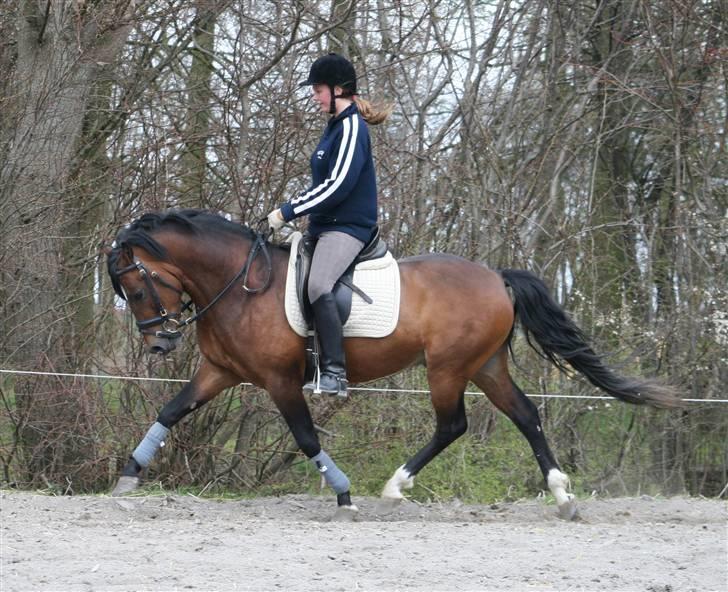 New Forest Roløkke Carte D´or billede 19