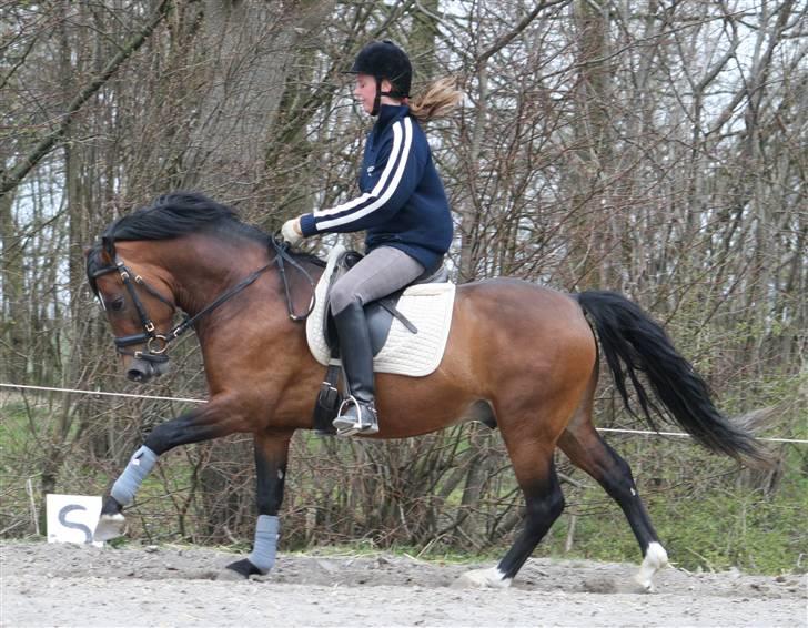 New Forest Roløkke Carte D´or billede 20