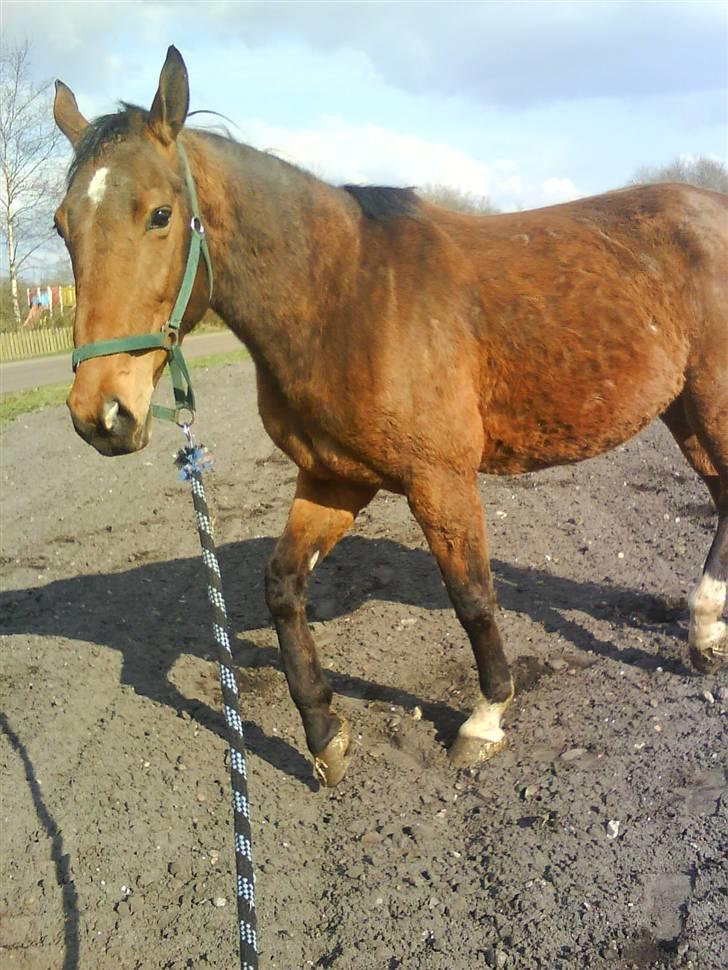 Dansk Varmblod Alouette - vinter 07, som man kan se på hendes pels :D foto: mig billede 7
