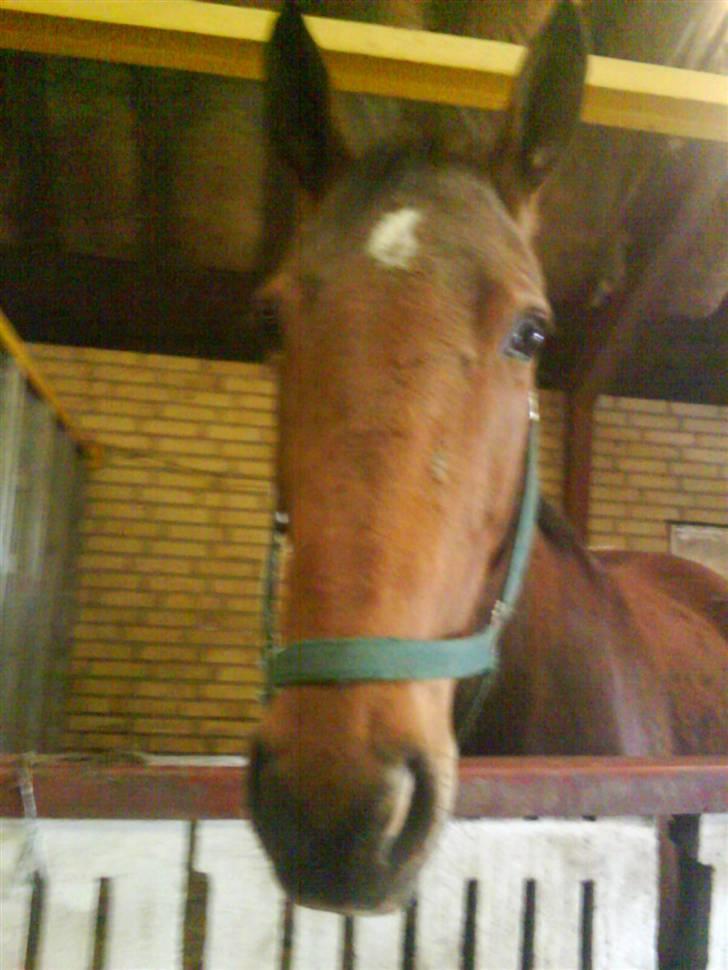 Dansk Varmblod Alouette - ikke et så godt billede, Foto: miq billede 12