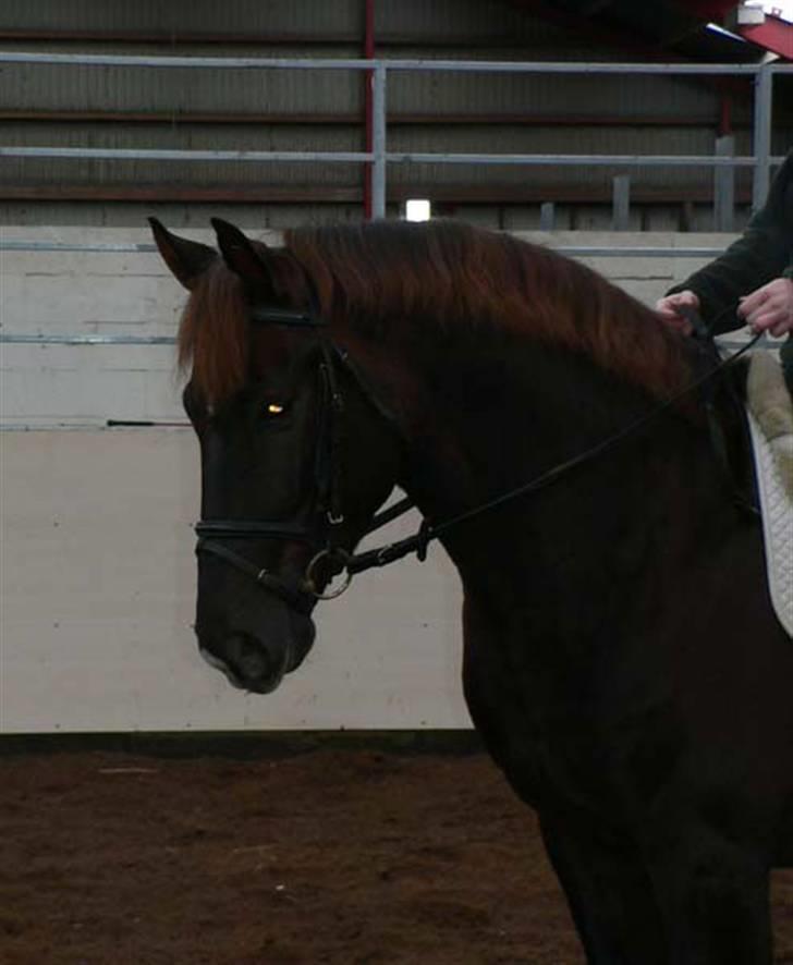 Anden særlig race Lindholms Model  SOLGT billede 1