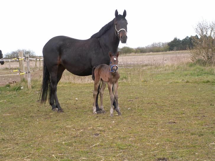 Oldenborg Borgstrøms Tarak (solgt) - portræt sammen med mor. billede 11