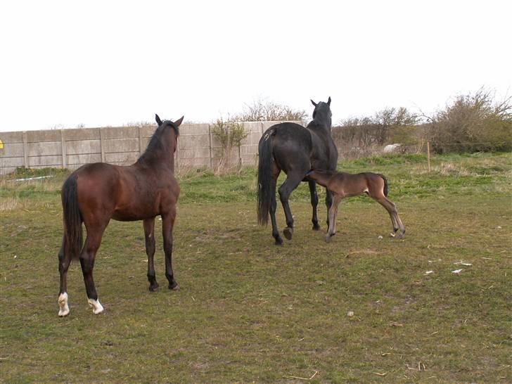 Oldenborg Borgstrøms Tarak (solgt) - B. Pepita kigger, og tror ikke på, at hun har været så lille!! billede 13