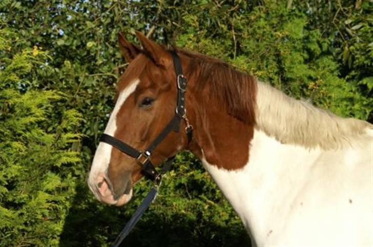 Pinto Kirstinedals Marquis *solgt* - Marquis´ smukke hoved billede 1