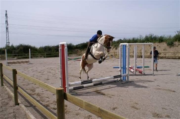 Pinto Kirstinedals Marquis *solgt* - Her springer Marquis og jeg vores første oxer.  billede 2