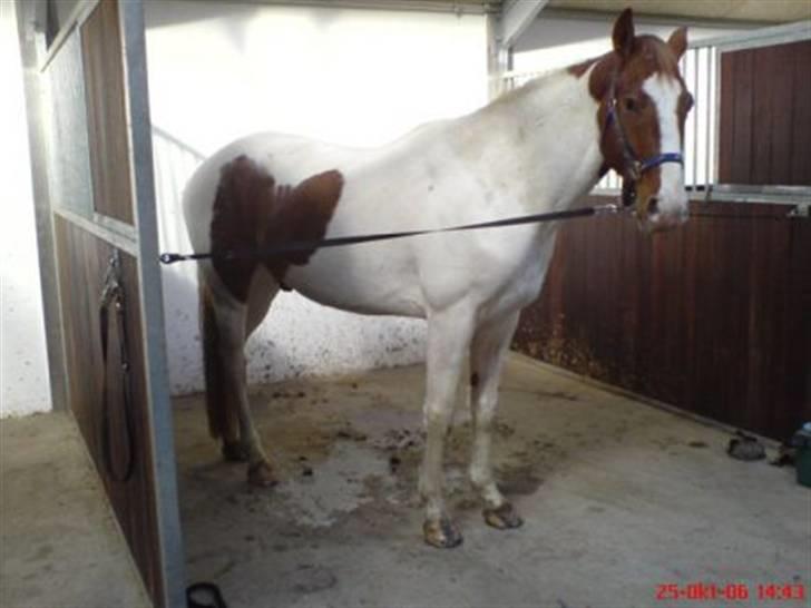 Pinto Kirstinedals Marquis *solgt* - Marquis i hel figur billede 3