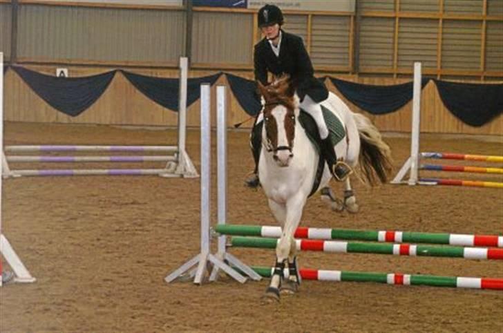 Pinto Kirstinedals Marquis *solgt* - Marquis og jeg til vores første stævne billede 4