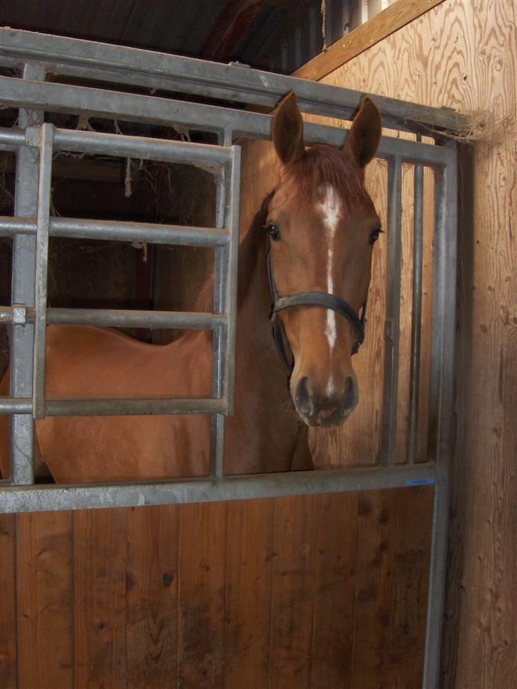 Dansk Varmblod Voldbys Cassiopeia(solgt) - Morgen hygge med cassiopeia i stalden (taget den 09-05-2009) billede 1