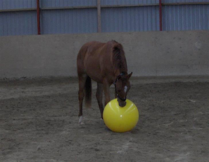 Dansk Varmblod Voldbys Cassiopeia(solgt) - Cassiopeia spiller boldt (taget den 05-10-2008) billede 2