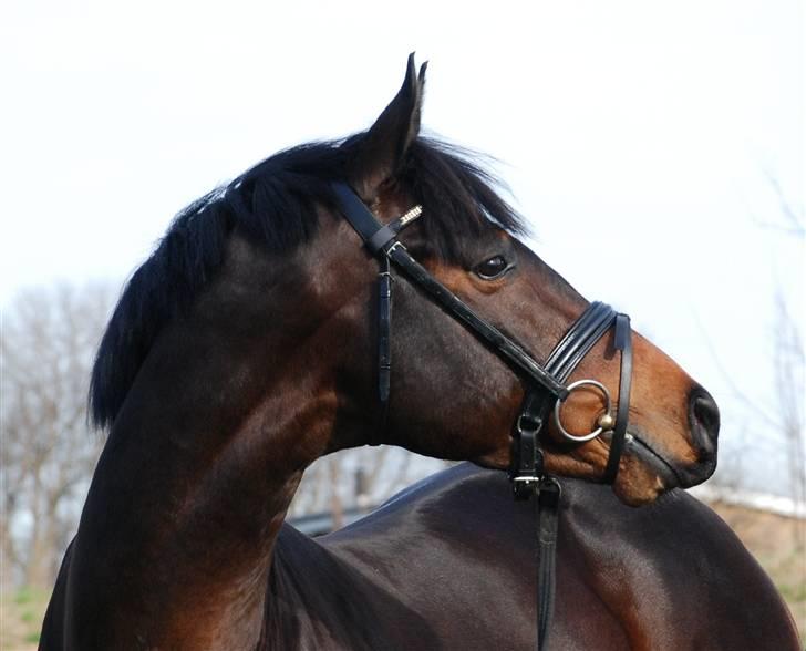 Dansk Varmblod Cavato - Cavato billede 1