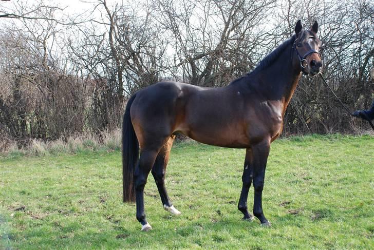 Dansk Varmblod Cavato - Smil til fotografen billede 2