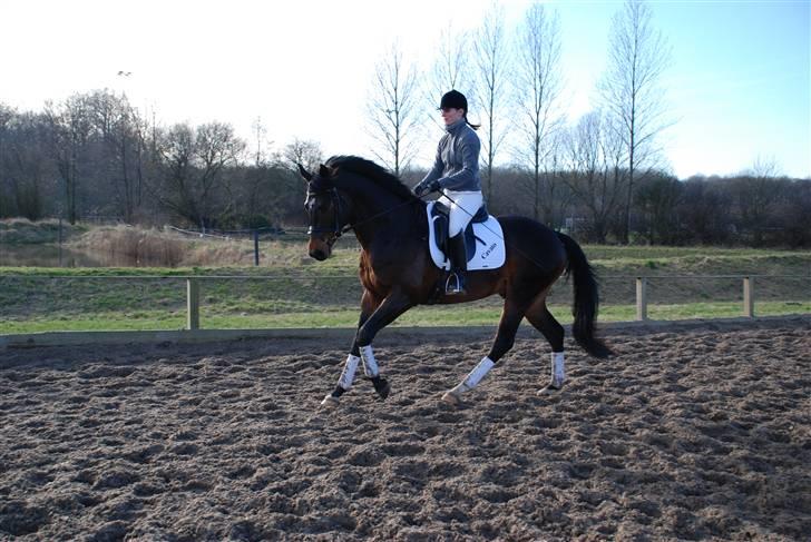 Dansk Varmblod Cavato - Galop billede 4