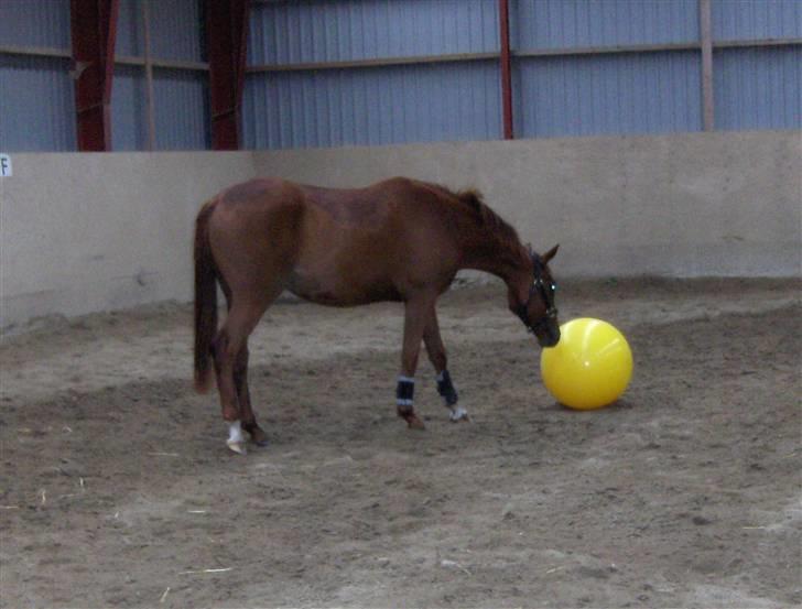 Dansk Varmblod Voldbys Cassiopeia(solgt) - Cassiopeia spiller boldt (taget den 05-10-2008) billede 3