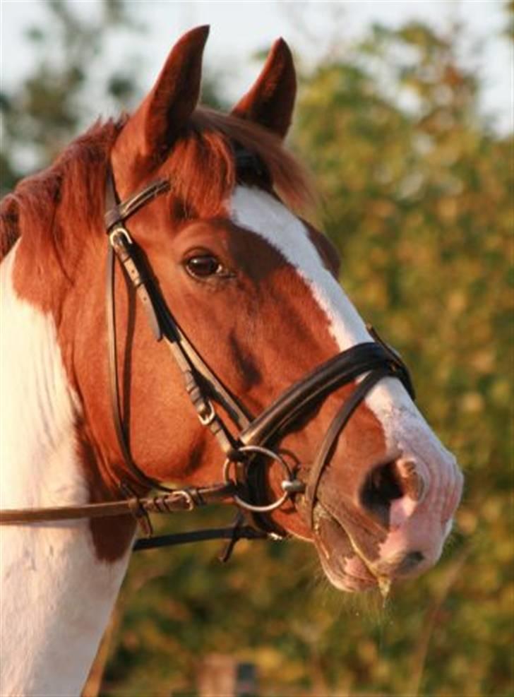 Pinto Kirstinedals Marquis *solgt* - Marquis billede 5