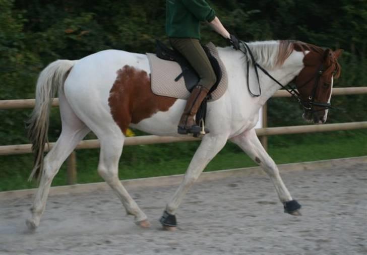 Pinto Kirstinedals Marquis *solgt* - Marquis er lige begyndt at søge ned billede 6