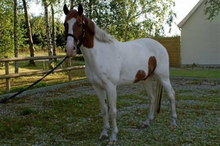 Pinto Kirstinedals Marquis *solgt* - Marquis i hel figur billede 7