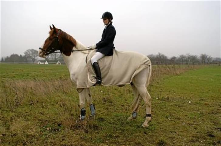 Pinto Kirstinedals Marquis *solgt* - Mig og Marquis til det første stævne billede 8