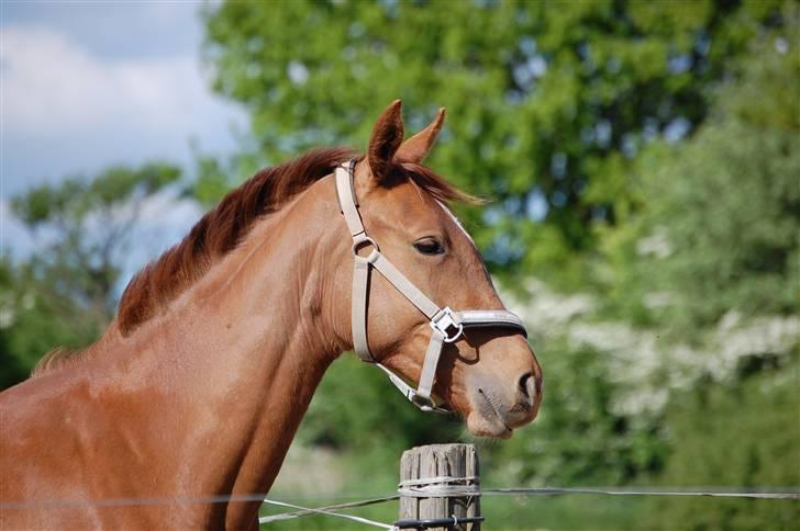 Dansk Varmblod Voldbys Cassiopeia(solgt) - Cassiopeia har fået øje på noget spændende (taget den 16-05-2008) billede 4