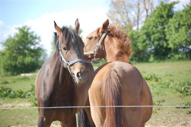 Dansk Varmblod Voldbys Cassiopeia(solgt) - Cassiopeia nusser med sin bedste ven Casino (taget den 16-05-2008) billede 5