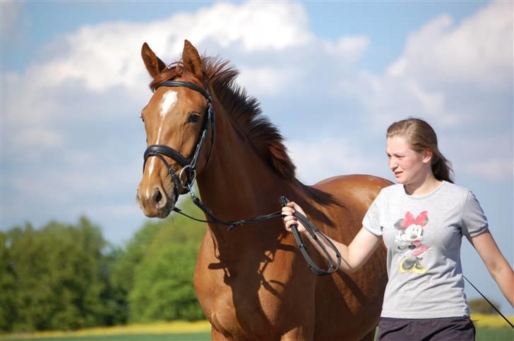 Dansk Varmblod Voldbys Cassiopeia(solgt) - Vi er ude og gå tur på den "farlige" vej (taget den 16-05-2008) billede 6