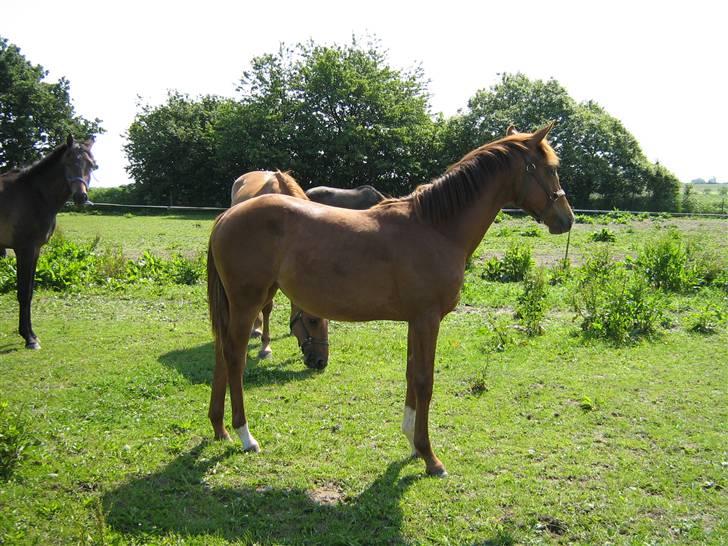 Dansk Varmblod Voldbys Cassiopeia(solgt) - Cassiopeia på folden 11mdr gammel (taget den 07-06-2007) billede 7