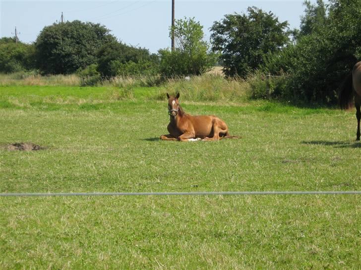 Dansk Varmblod Voldbys Cassiopeia(solgt) - Cassiopeia slapper af på folden (det er hårdt at være på sommergræs) (taget den 6-07-2007) billede 8