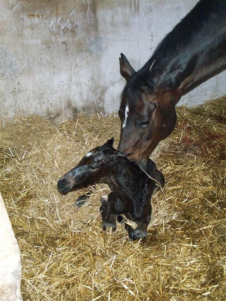 Dansk Varmblod Cavato - Cavato født d. 4/4-2004 kl. 4.25 billede 7