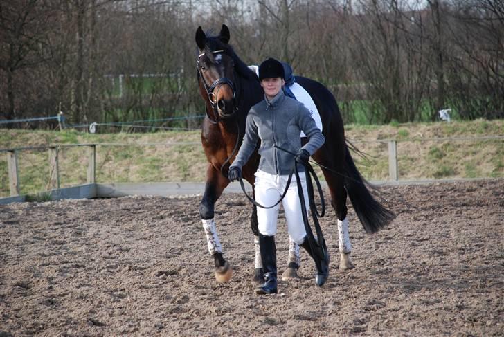 Dansk Varmblod Cavato - Skal vi igang nu? billede 8