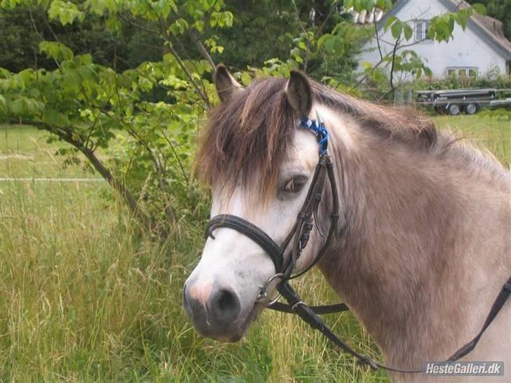 Anden særlig race Snebold  - Velkommen til Mumitroldens profil :D I glugger bare alt det I vil :P Foto: Andrea billede 1