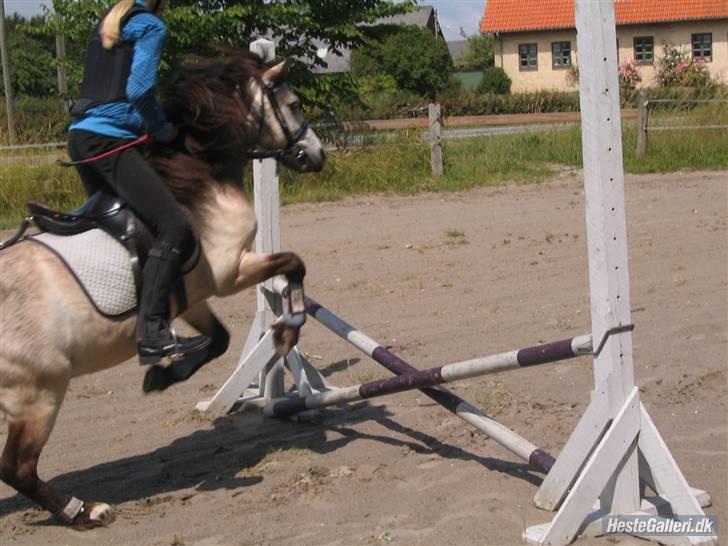 Anden særlig race Snebold  - Opvarmnings spring :D Foto: Andrea billede 4