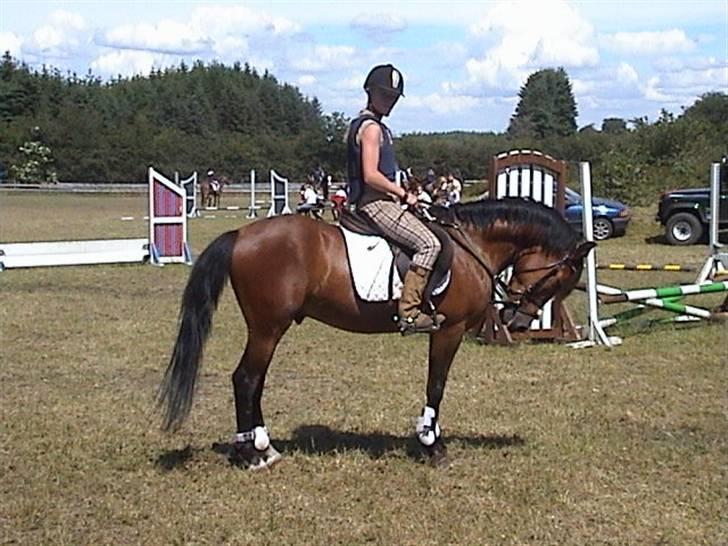 Anden særlig race Mr Champ billede 12