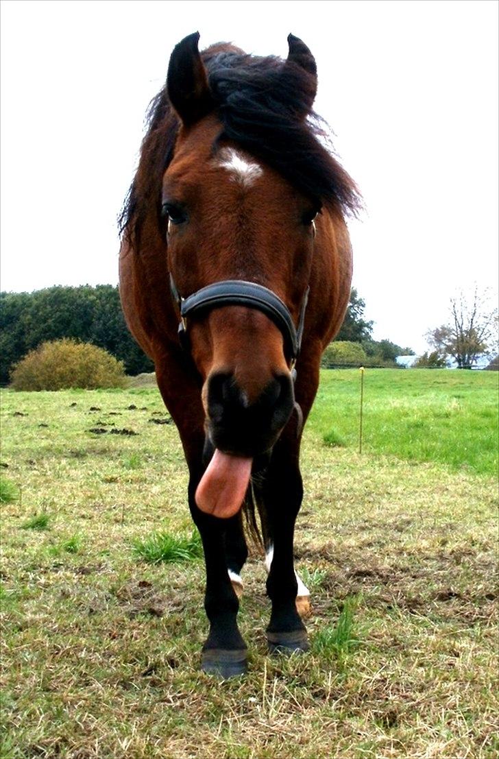 Anden særlig race Mr Champ - Blaaah :) billede 13