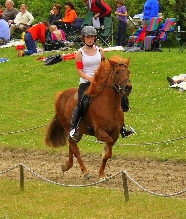 Islænder Vigdis fra Grastenhus - Det sjællandske pinsestævne 2010 ♥ billede 8