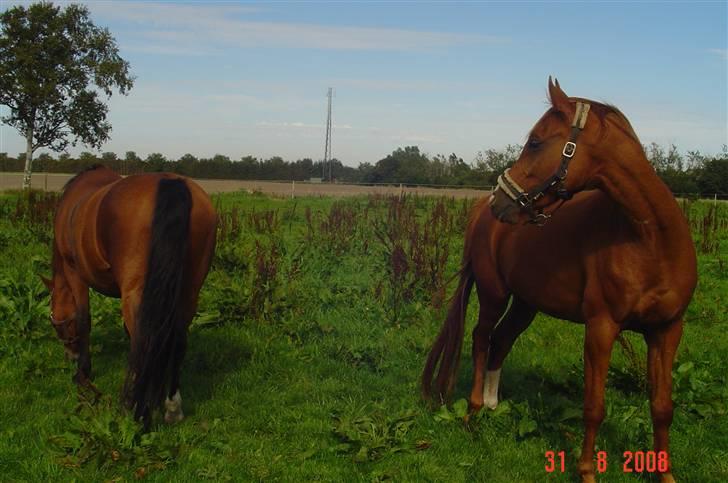 Arabisk fuldblod (OX) Kaison - Kaion og Athene, sommer 08 billede 14