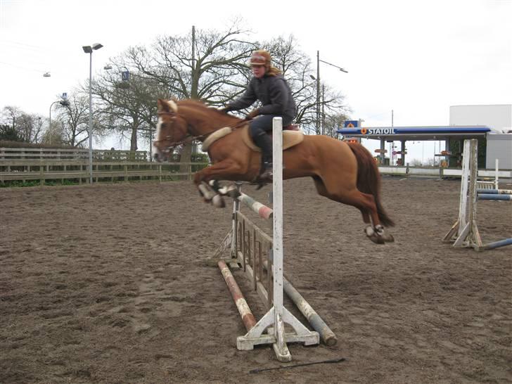 New Forest Telinas Thamara *SOLGT* - springer 120 med mig billede 20