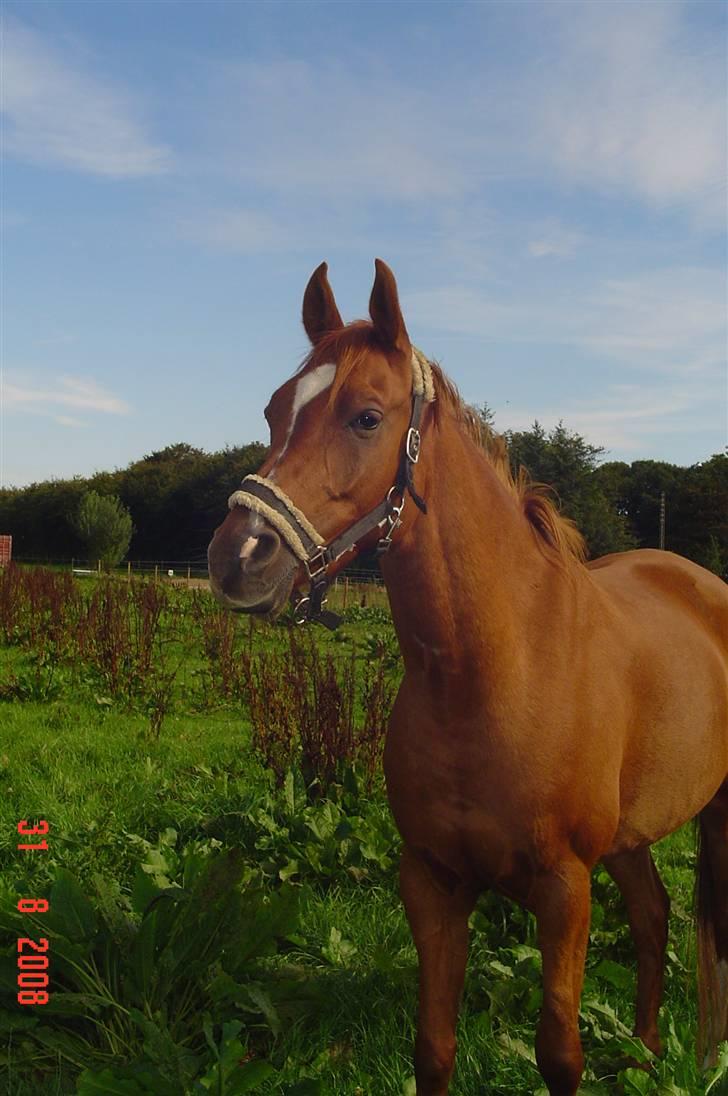 Arabisk fuldblod (OX) Kaison - Sommer 08, dejligt vejr. billede 16