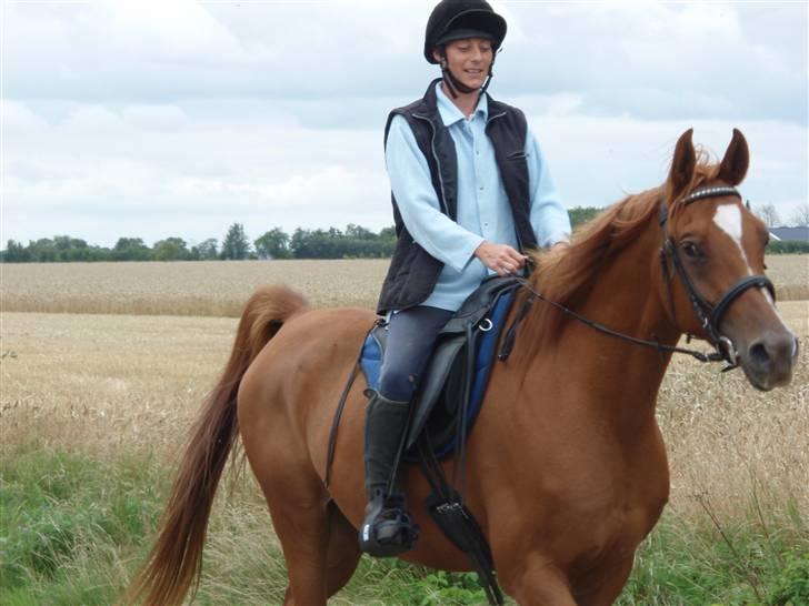 Arabisk fuldblod (OX) Kaison - På tur. Mor på ryggen :)   billede 17