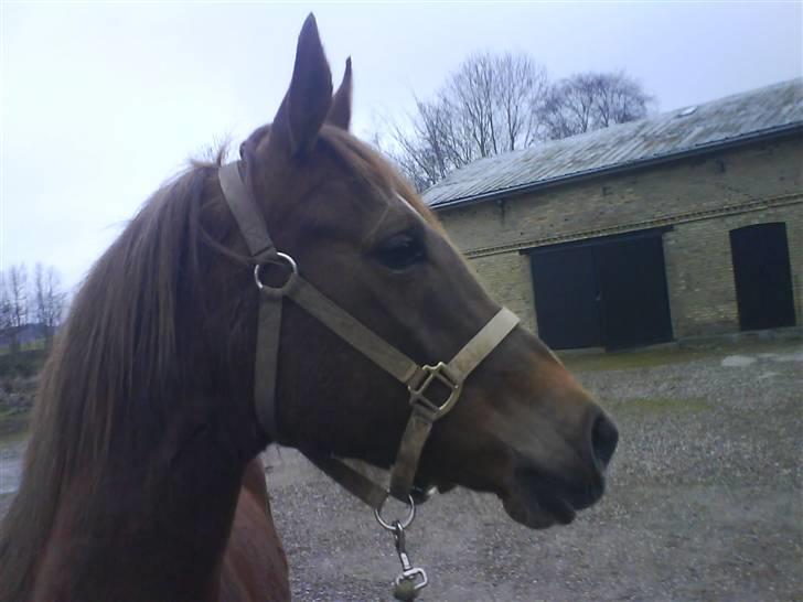 Arabisk fuldblod (OX) Chamika ox 3640 r.i.p - første dag på gårdspladsen meget opmærksom billede 1