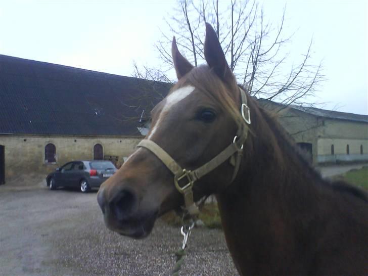 Arabisk fuldblod (OX) Chamika ox 3640 r.i.p - lige en anden vinkel billede 2