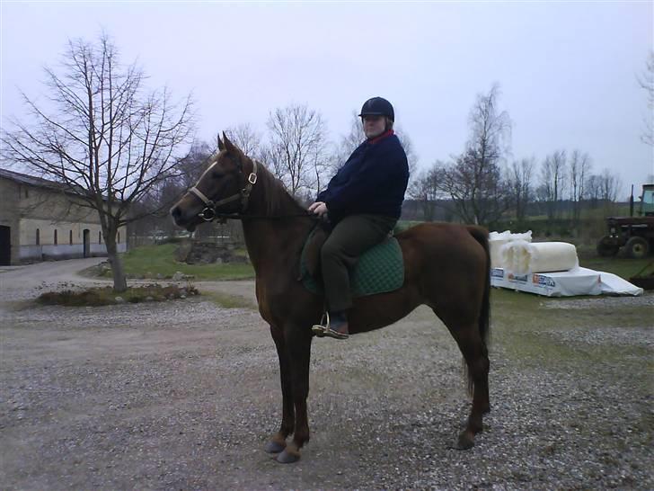 Arabisk fuldblod (OX) Chamika ox 3640 r.i.p - første gang med mig på ryggen billede 3