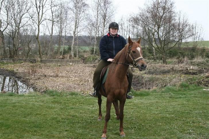 Arabisk fuldblod (OX) Chamika ox 3640 r.i.p - et mere billede 4