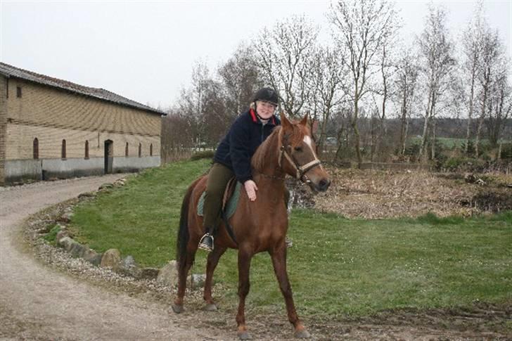 Arabisk fuldblod (OX) Chamika ox 3640 r.i.p - super billede 5