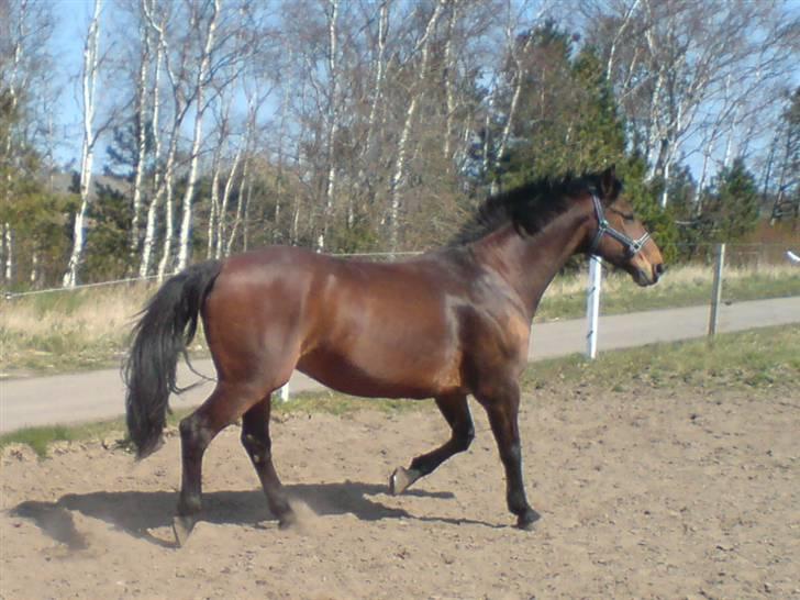 Dansk Varmblod Hannibald RIP - Drengen i trav billede 12