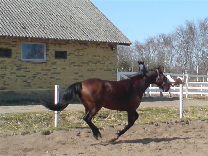 Dansk Varmblod Hannibald RIP - Fuld galop billede 13