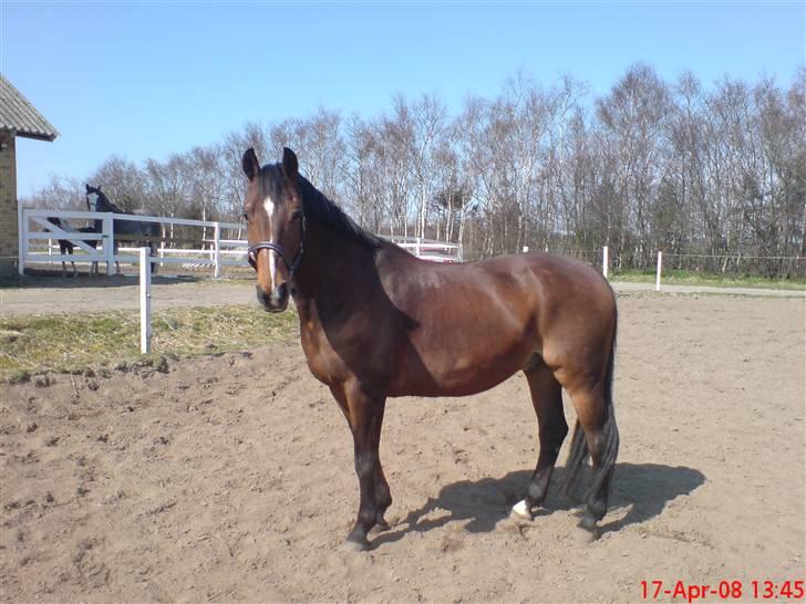 Dansk Varmblod Hannibald RIP - SMUKKE billede 14