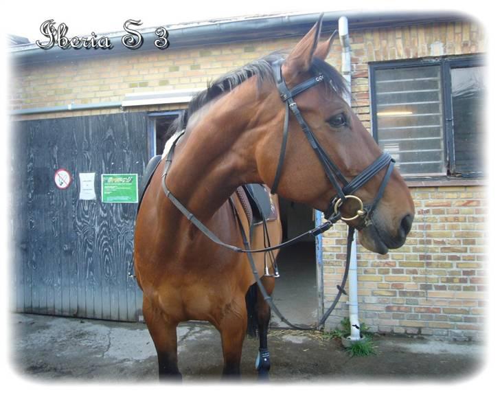 Anden særlig race | Iberia S 3 | - Xx 2 xX  Jeg elsker dig virkelig Ib, Min smukke hest <3(: D. 10/4-08. Foto: Michelle V. Lage / Mig billede 2